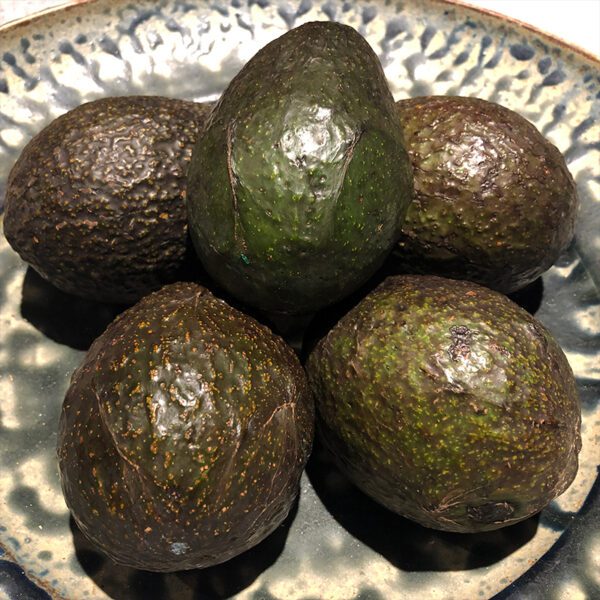 Avocado Avocado