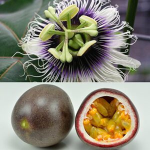 Passiflora edulis ‘Nancy Garrison’ – Passionflower-fruit Passiflora Edulis Nancy Garrison - Passion Flower