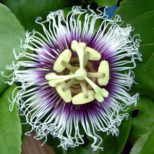 Passiflora edulis ‘Possum Purple’ – Passionflower-fruit Passiflora Edulis Possum Purple -Passion Flower