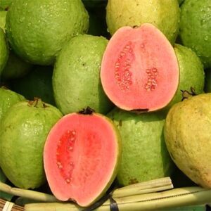 Psidium guajava ‘Tropical Pink’ – Pink Guava Psidium Guajava Tropical Pink - Pink Guava