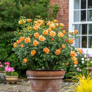 Rosa Lady of Shalott Rosa Lady of Shalott