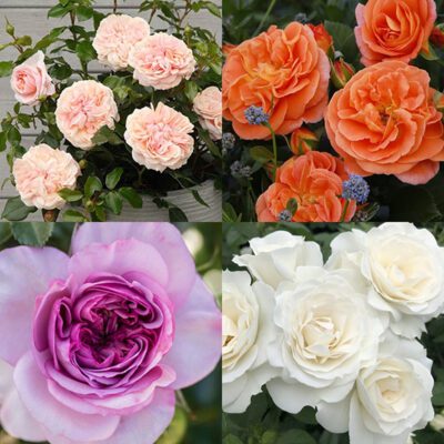 Kordes Veranda roses