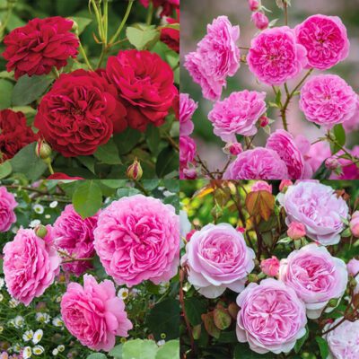 David Austin roses