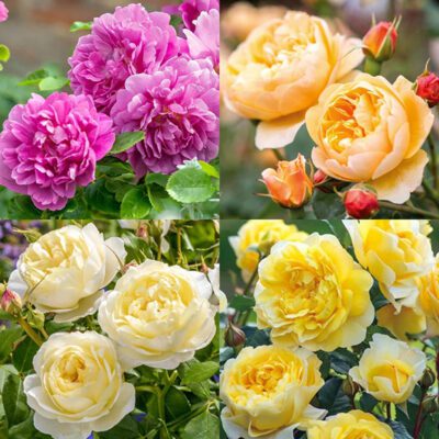 David Austin roses