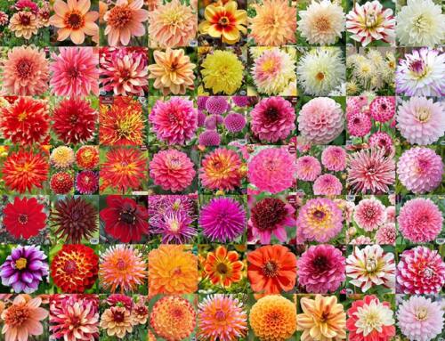 All About Dahlia