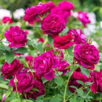 Darcey Bussell – Phoenix Perennials Darcey Bussell - Phoenix Perennials