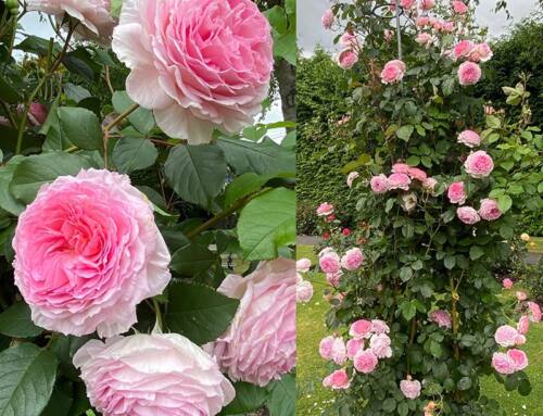 How to Grow Climbing and Rambling Roses