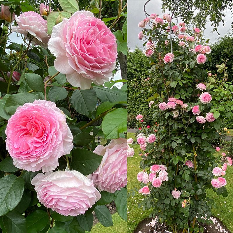 Rosa James Galway - Phoenix Perennials