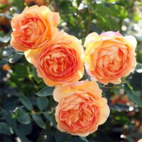 Rosa Lady of Shalott - Phoenix Perennials