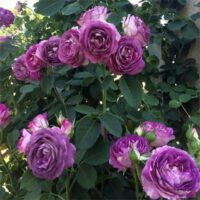 Rosa Lavender Crush - Phoenix Perennials