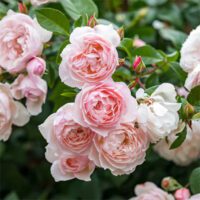 Rosa The Generous Gardener - Phoenix Perennials