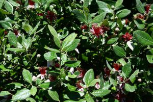 Feijoa – Phoenix Perennials Feijoa - Phoenix Perennials