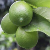 Feijoa sellowiana ‘Anatoki’ – Phoenix Perennials Feijoa sellowiana 'Anatoki' - Phoenix Perennials