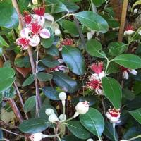 Feijoa sellowiana ‘Coolidge’ – Phoenix Perennials