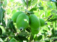 Feijoa sellowiana ‘Kakariki’