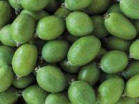 Feijoa sellowiana – Phoenix Perennials
