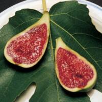 Feijoa sellowiana ‘Waingaro’ – Phoenix Perennials Feijoa sellowiana 'Waingaro' - Phoenix Perennials