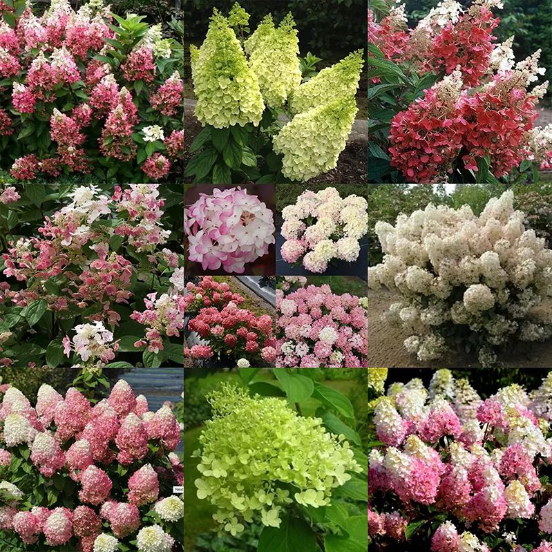 Panicle Hydrangea – Phoenix Perennials