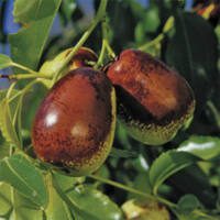 Ziziphus jujuba ‘Lang’ – Jujube – Rhamnaceae – Phoenix Perennials Ziziphus jujuba 'Lang' - Jujube - Rhamnaceae - Phoenix Perennials